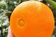 探尋廣西柑橘苗木基地的秘密之旅